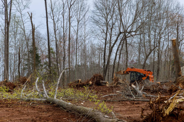 How Our Tree Care Process Works  in  Pawcatuck, CT