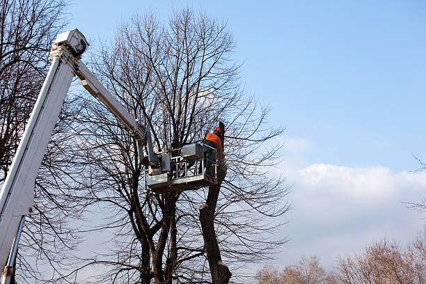 Best Tree Cabling and Bracing  in Pawcatuck, CT