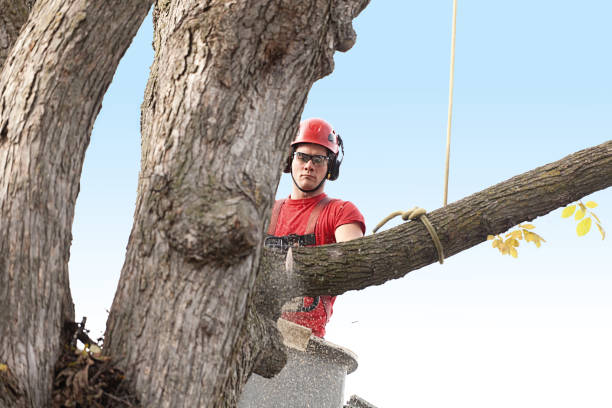  Pawcatuck, CT Tree Care Pros